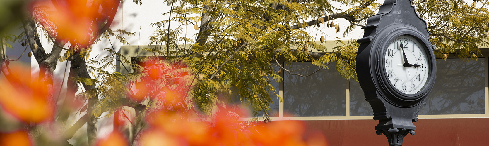 a tree with leaves and a window